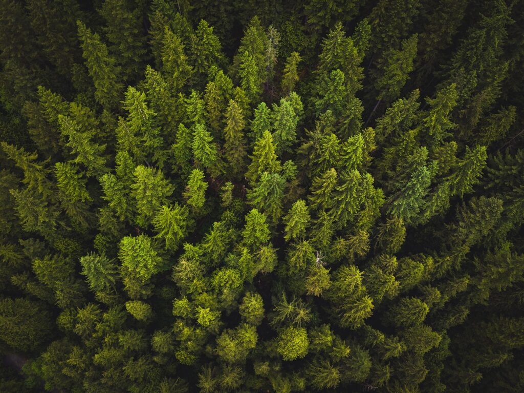 overhead view of trees in a closely packed forest