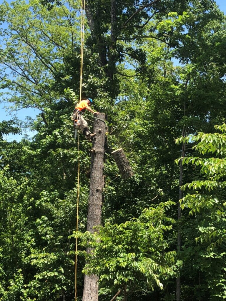 Employee climbing a tree and cutting the tree down